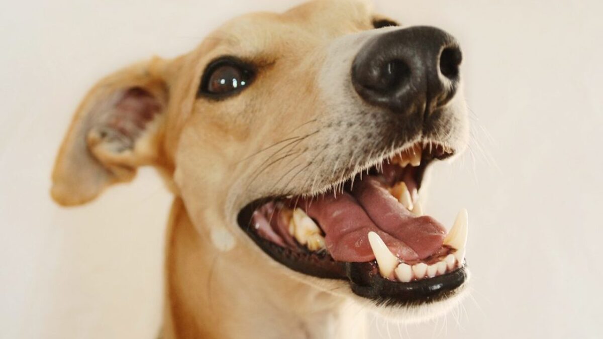 σκύλος και δόντια
