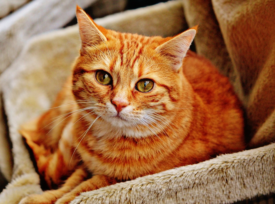 πορτοκαλί γάτα