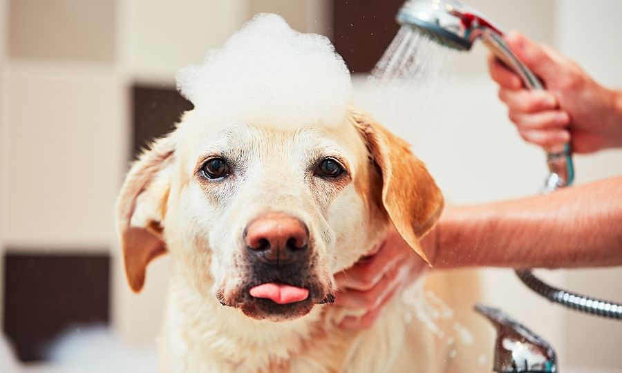 Μπάνιο σκύλου