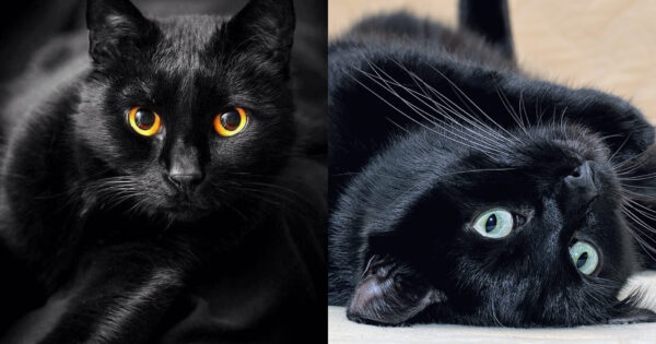 μαύρη γάτα