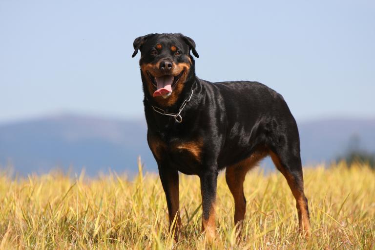 Rottweiler