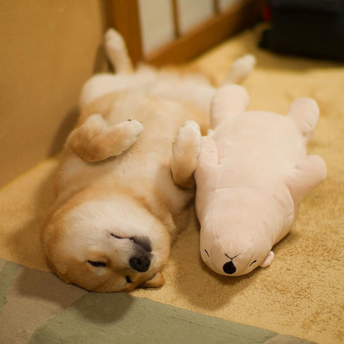 Shiba Inu