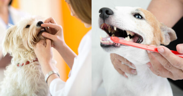 σκύλος και οδοντίατρος