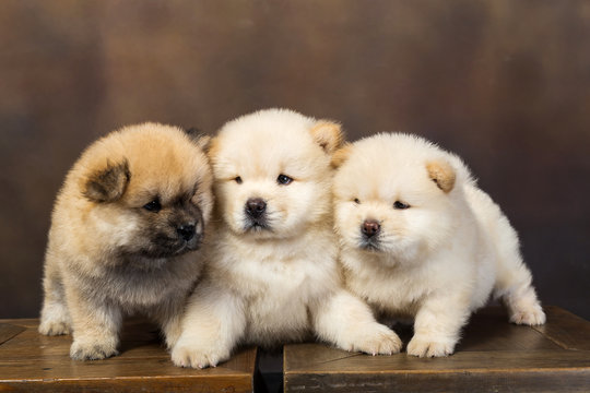 Chow Chow