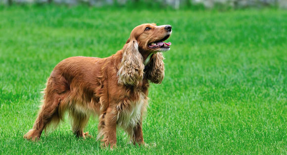 Cocker Spaniel