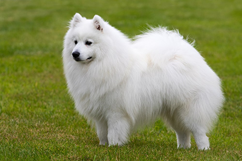 Japanese Spitz