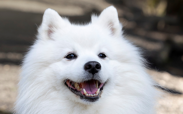 Japanese Spitz
