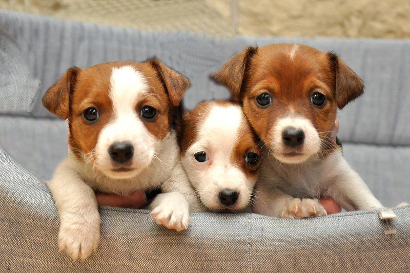 Jack Russells