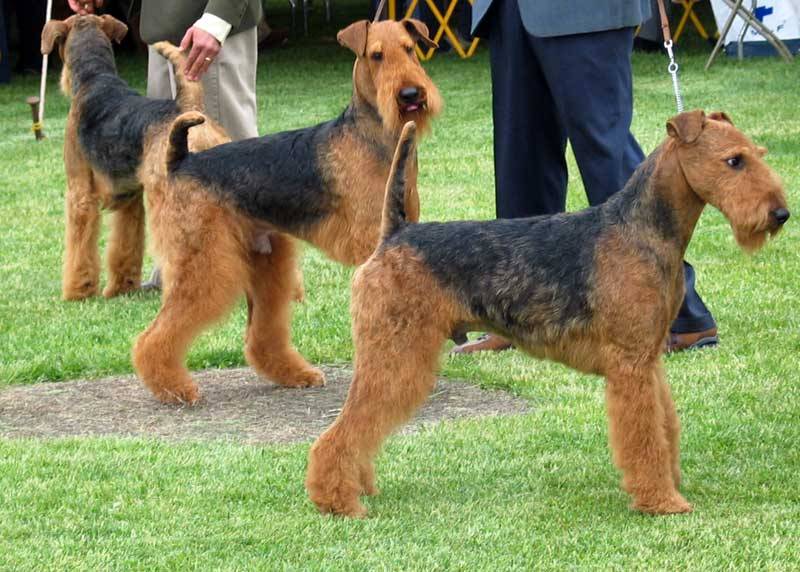 fox terrier