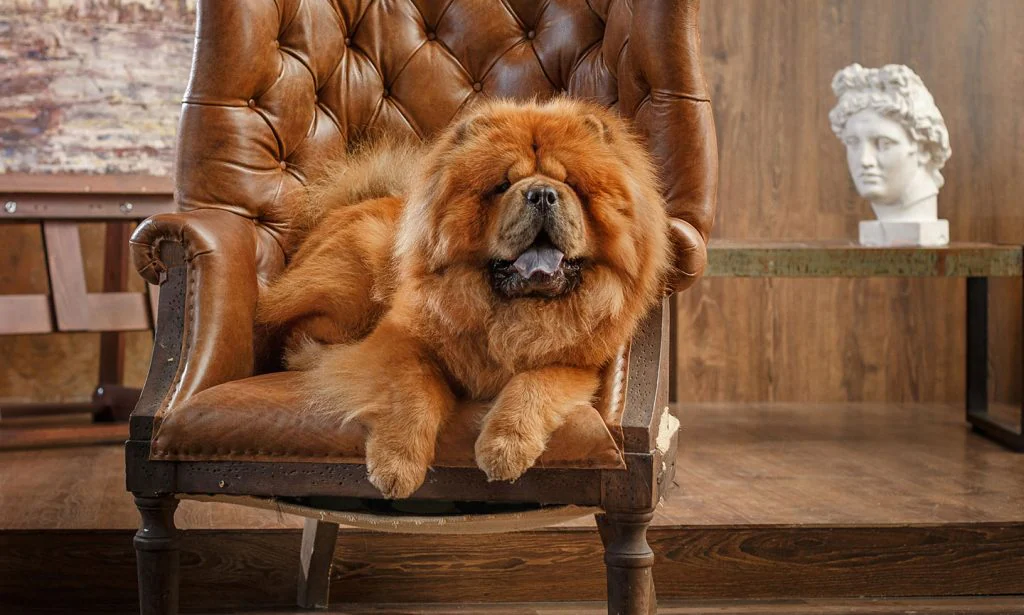 Chow Chow