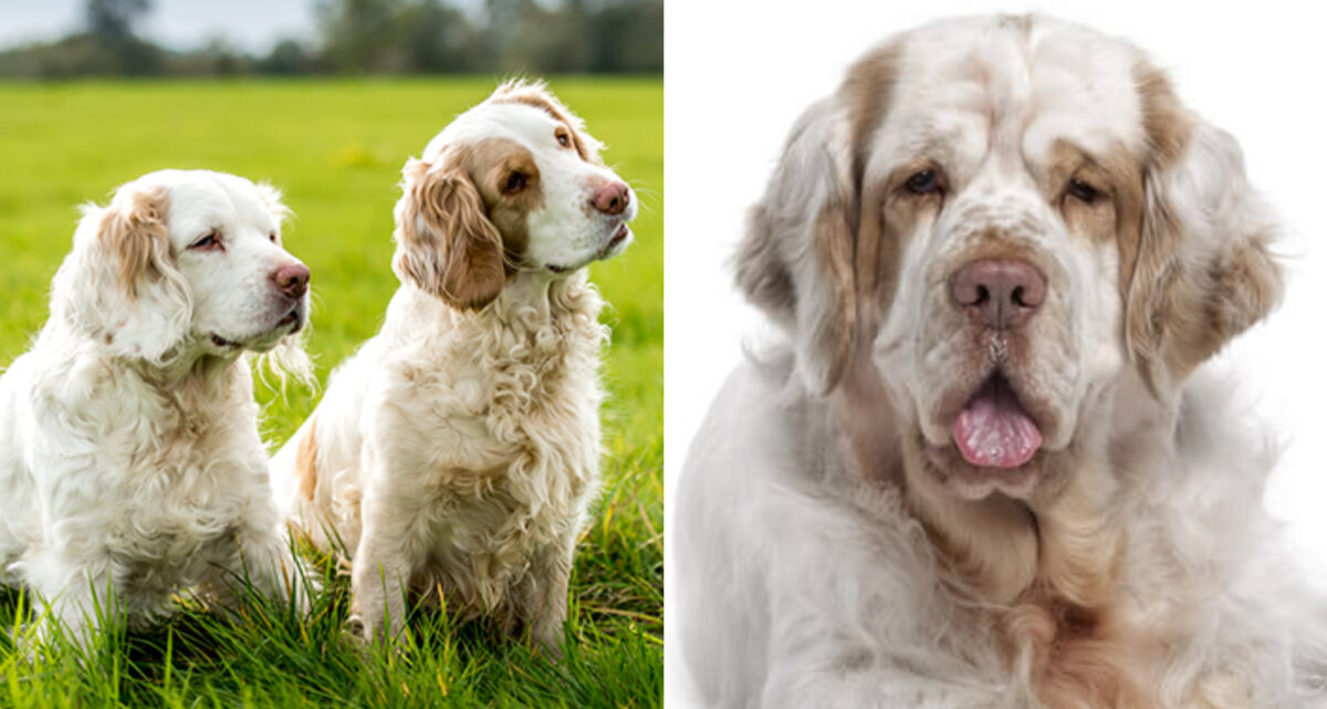 Clumber Spaniel