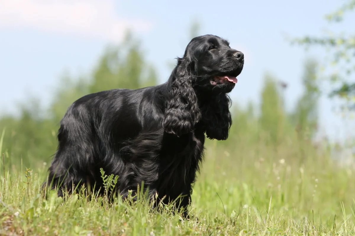 Cocker Spaniel