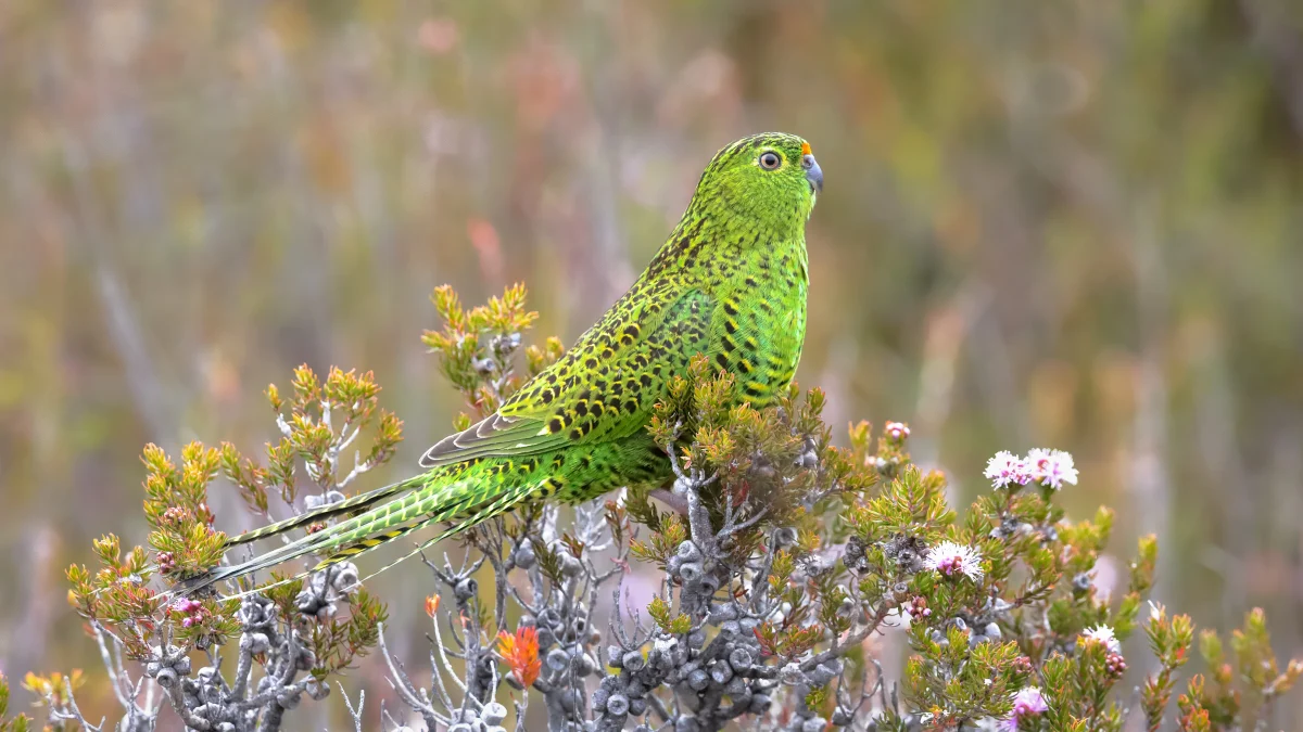 Pezoporus wallicus