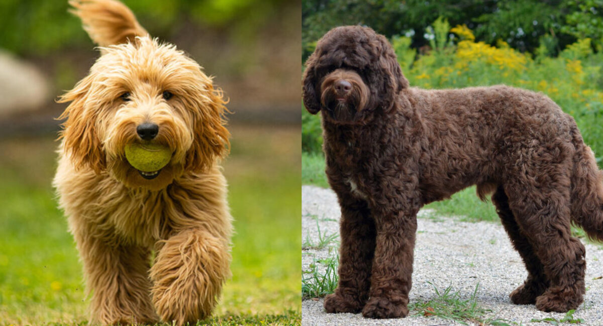 Goldendoodle
