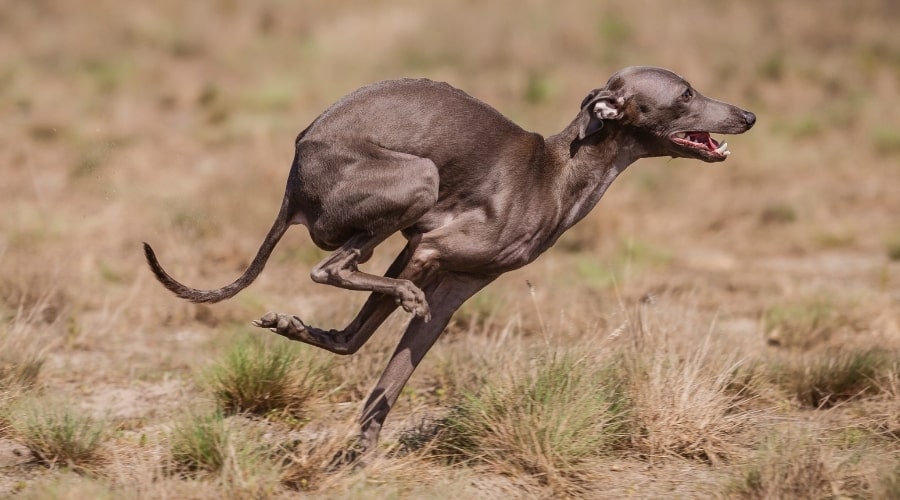 italian greyhoynd