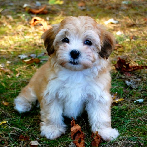Havanese