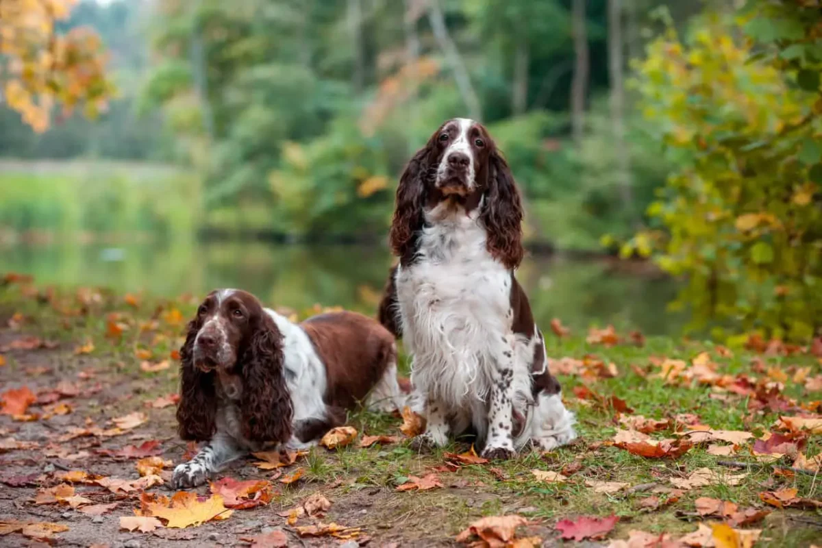 Αγγλικό Springer Spaniel
