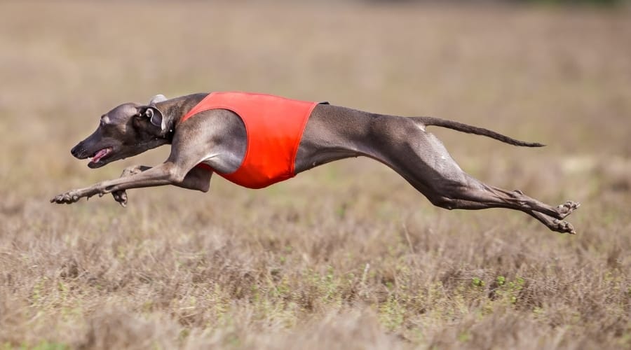 italian greyhoynd