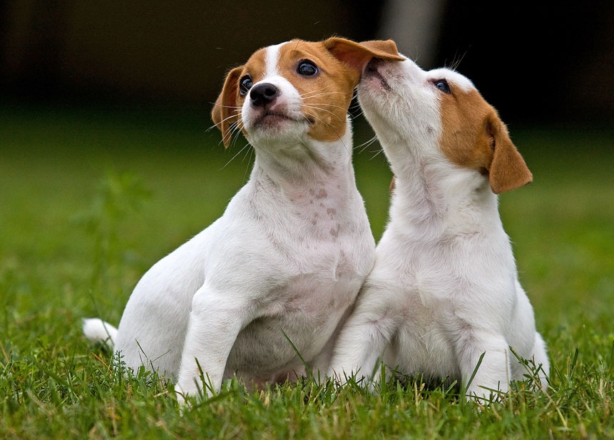 Jack Russells