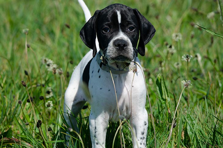 English Pointer