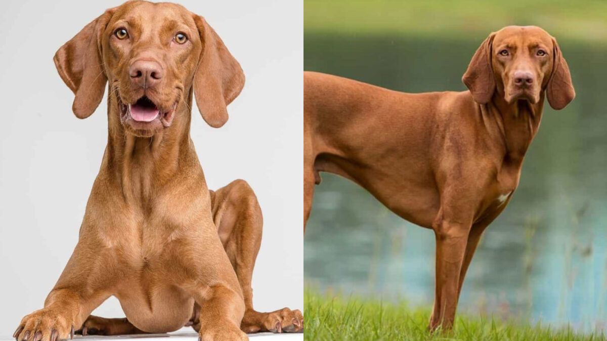 Vizsla