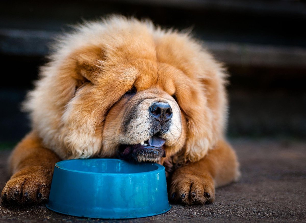 Chow Chow