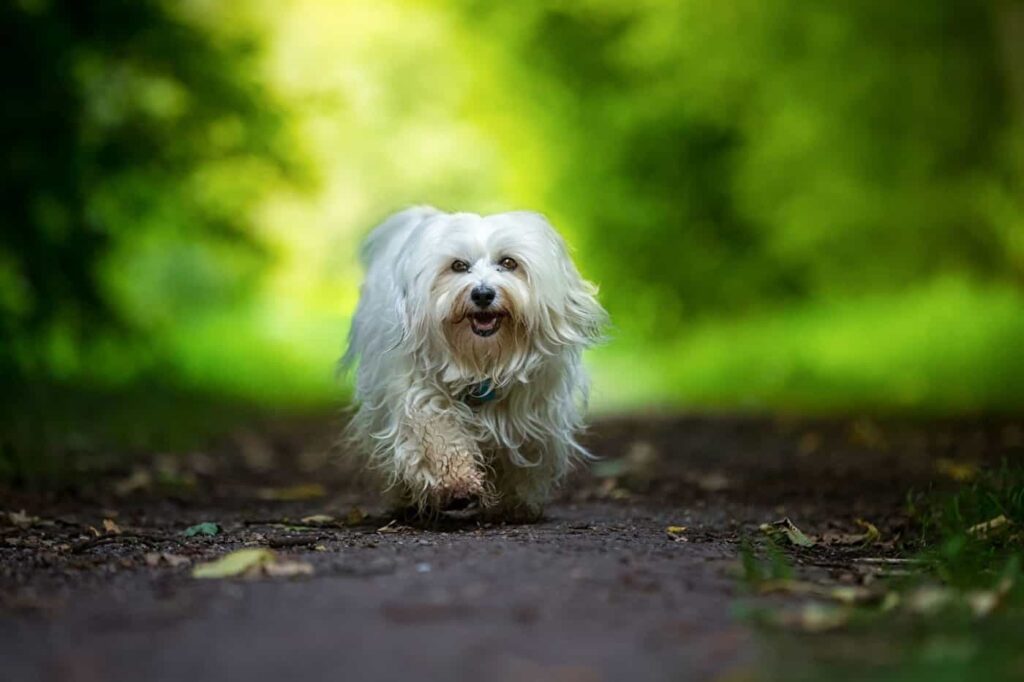 Havanese