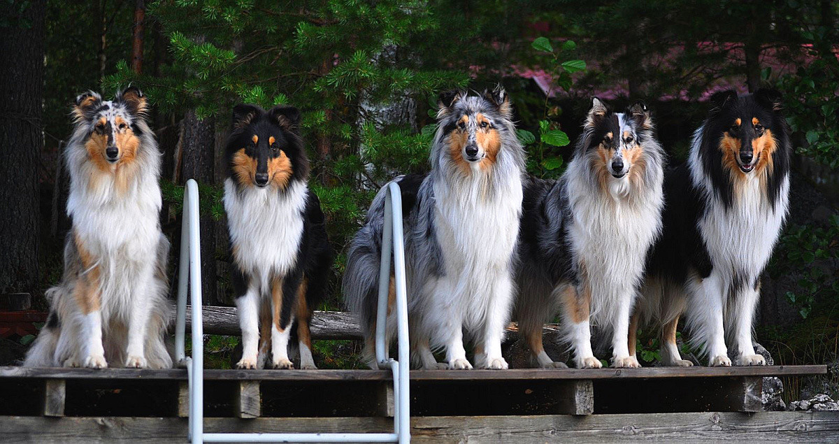 Border Collie