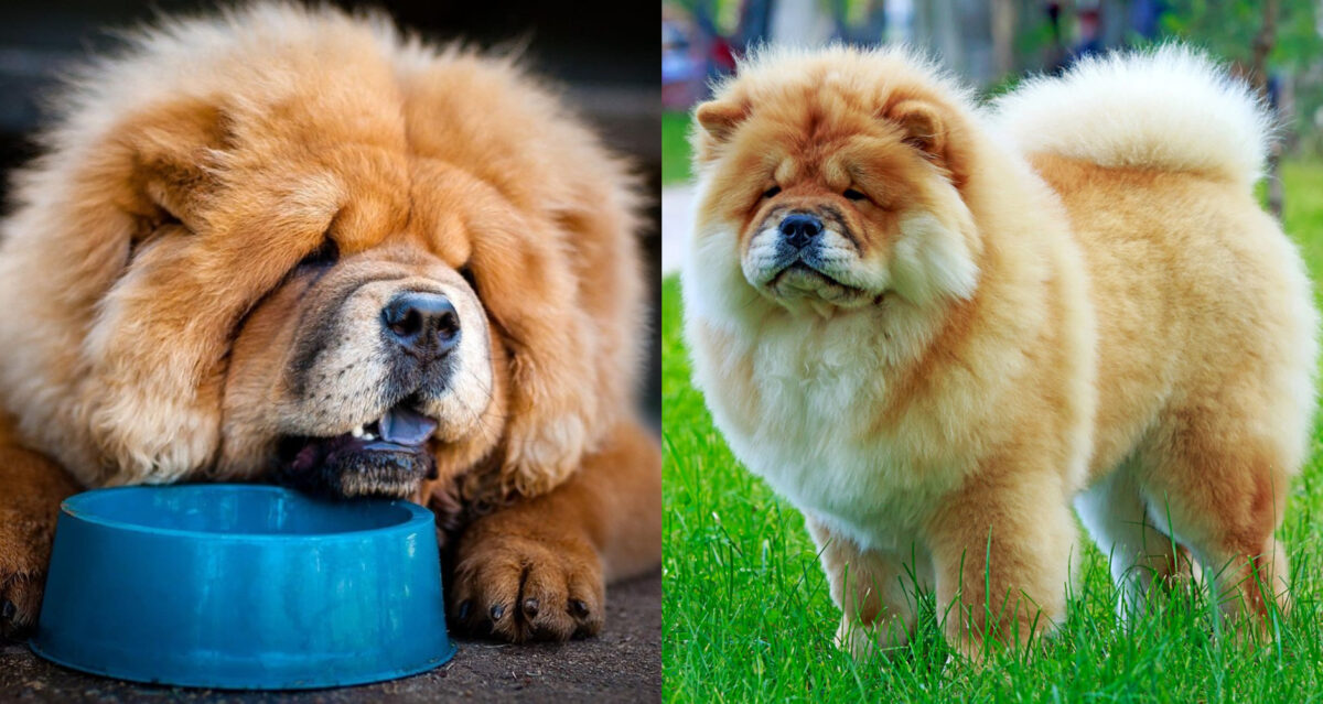 chow chow