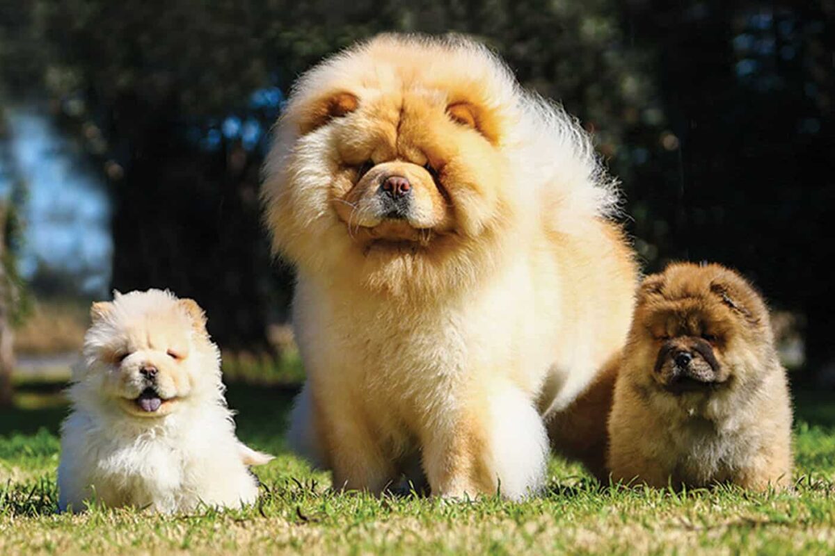 Chow Chow