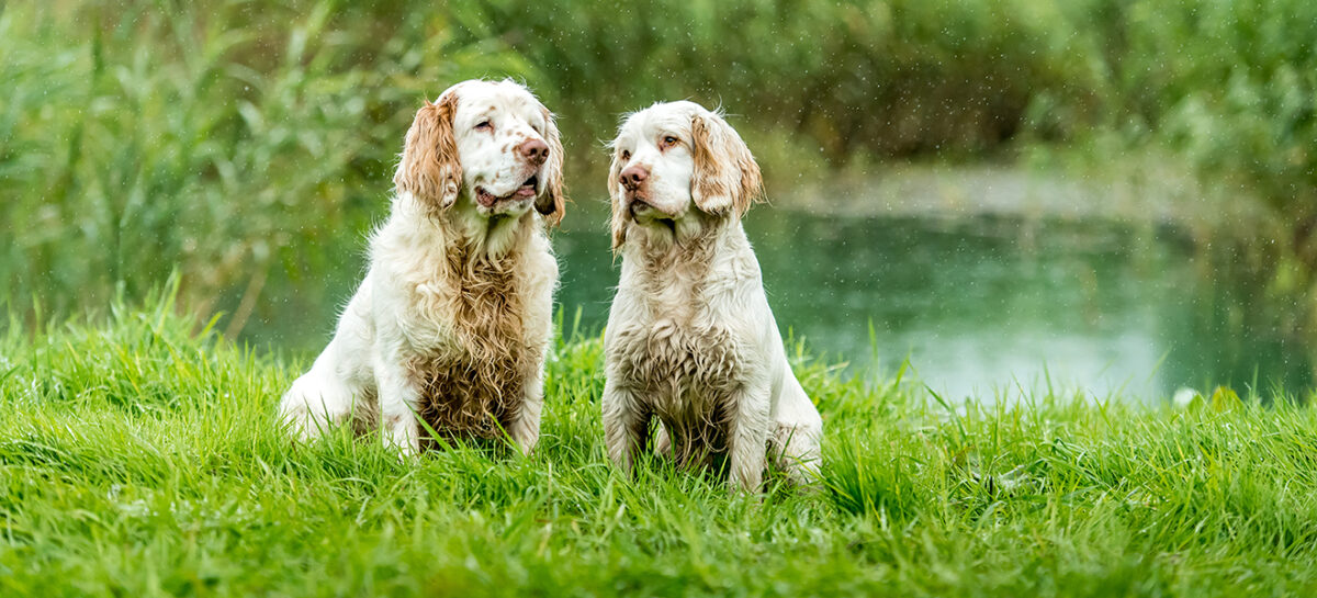 Clumber Spaniel