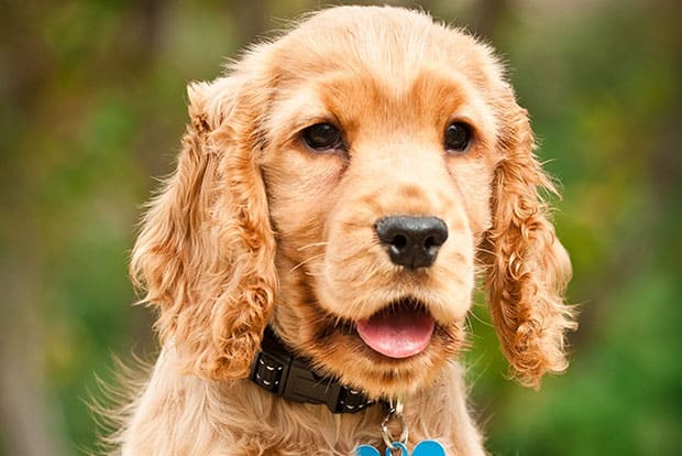 Cocker Spaniel