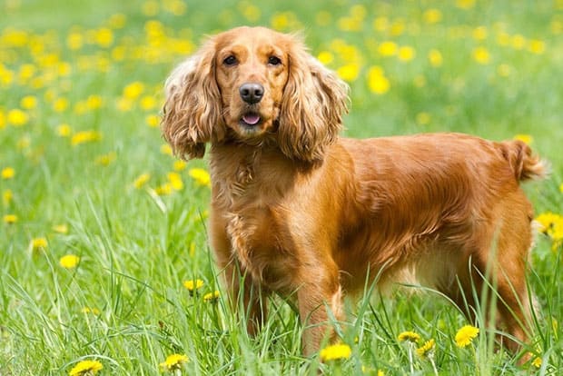 Cocker Spaniel