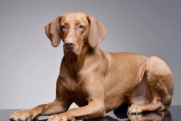 Vizsla