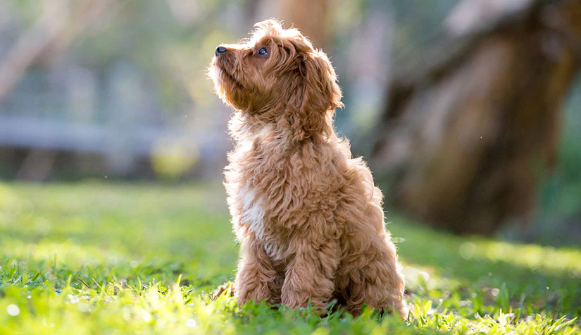 Cavoodle