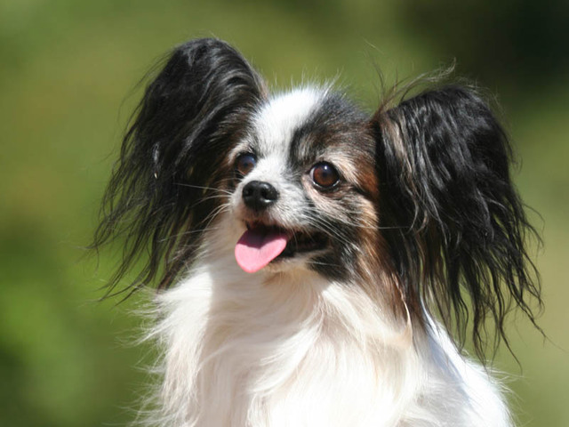 papillon