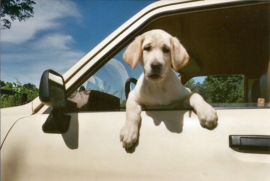 σκύλος στο αμάξι 