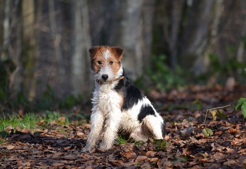 fox terrier