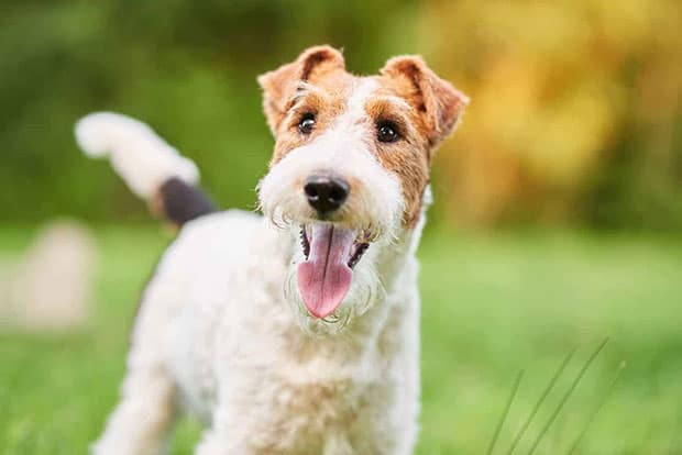fox terrier