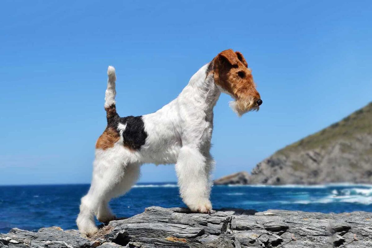 fox terrier