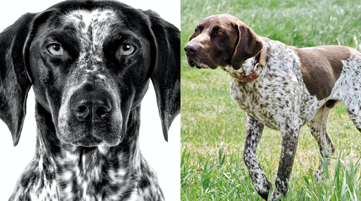 german pointer