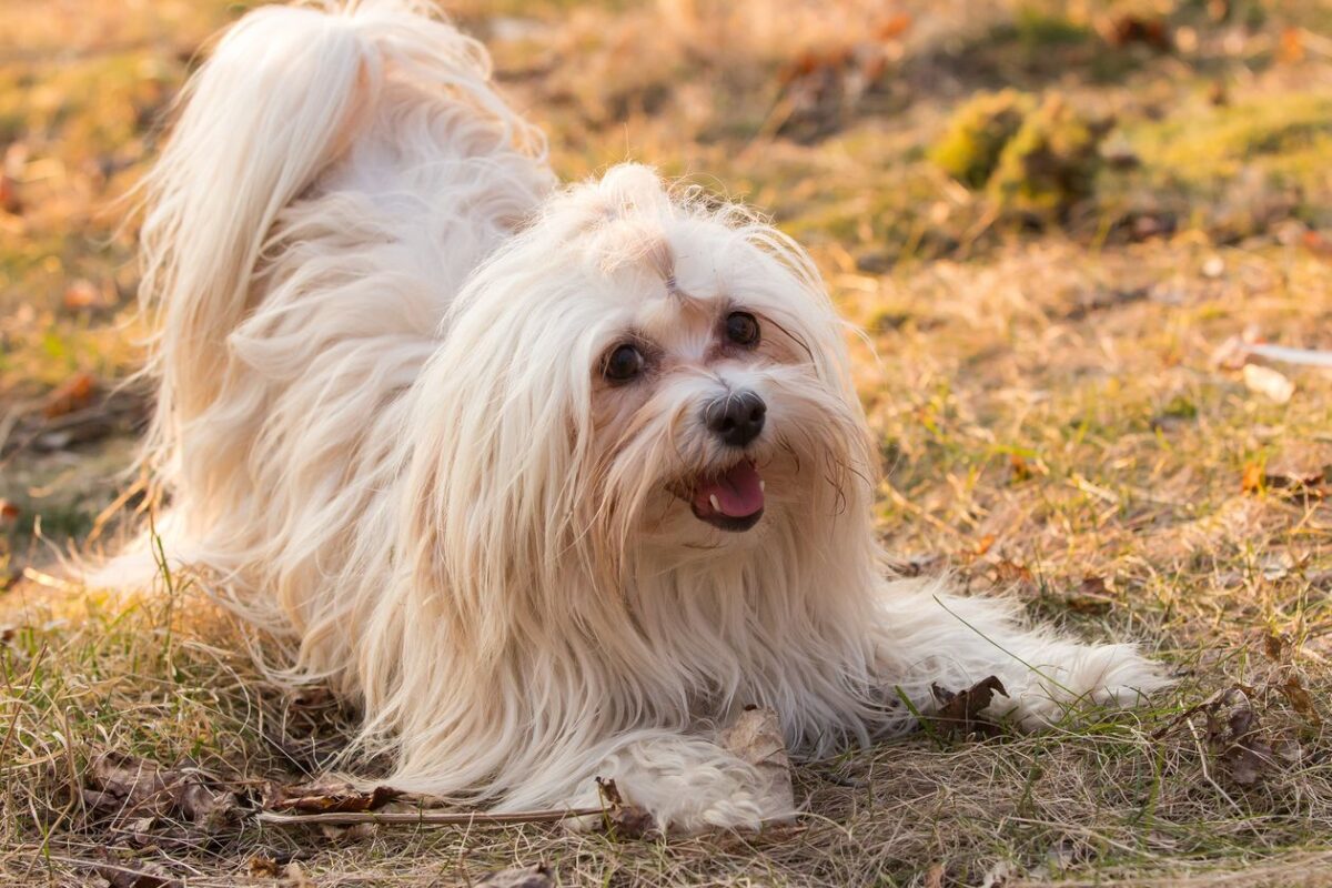 Havanese