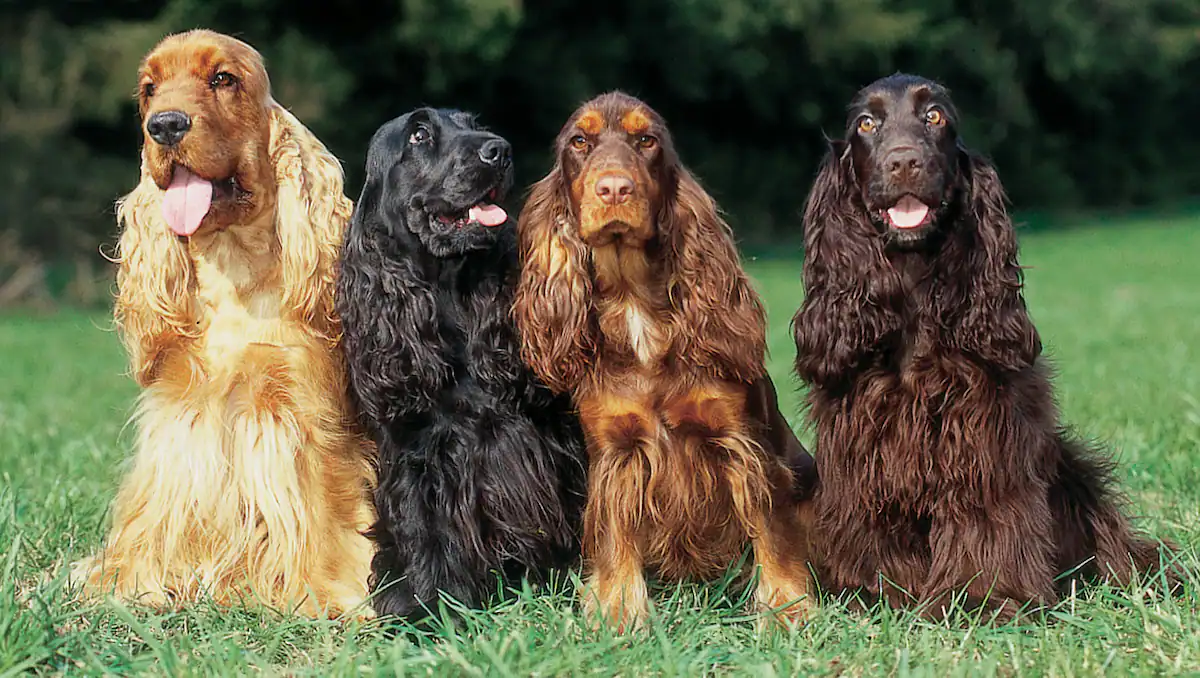 Cocker Spaniel