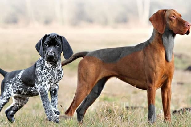 English Pointer