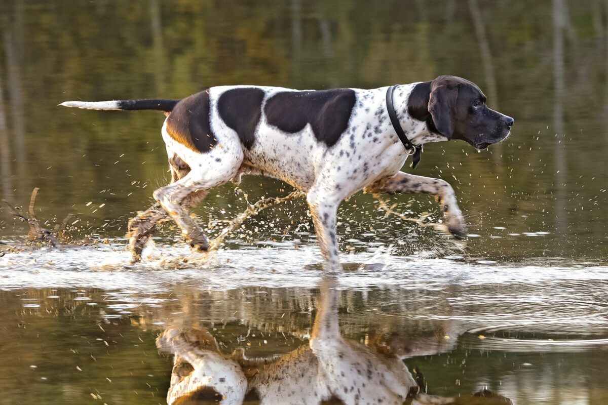 English Pointer