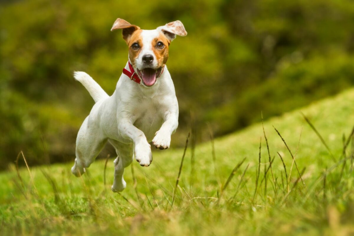 Jack Russells