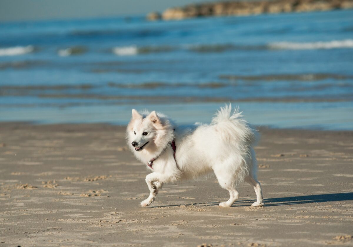 Japanese Spitz