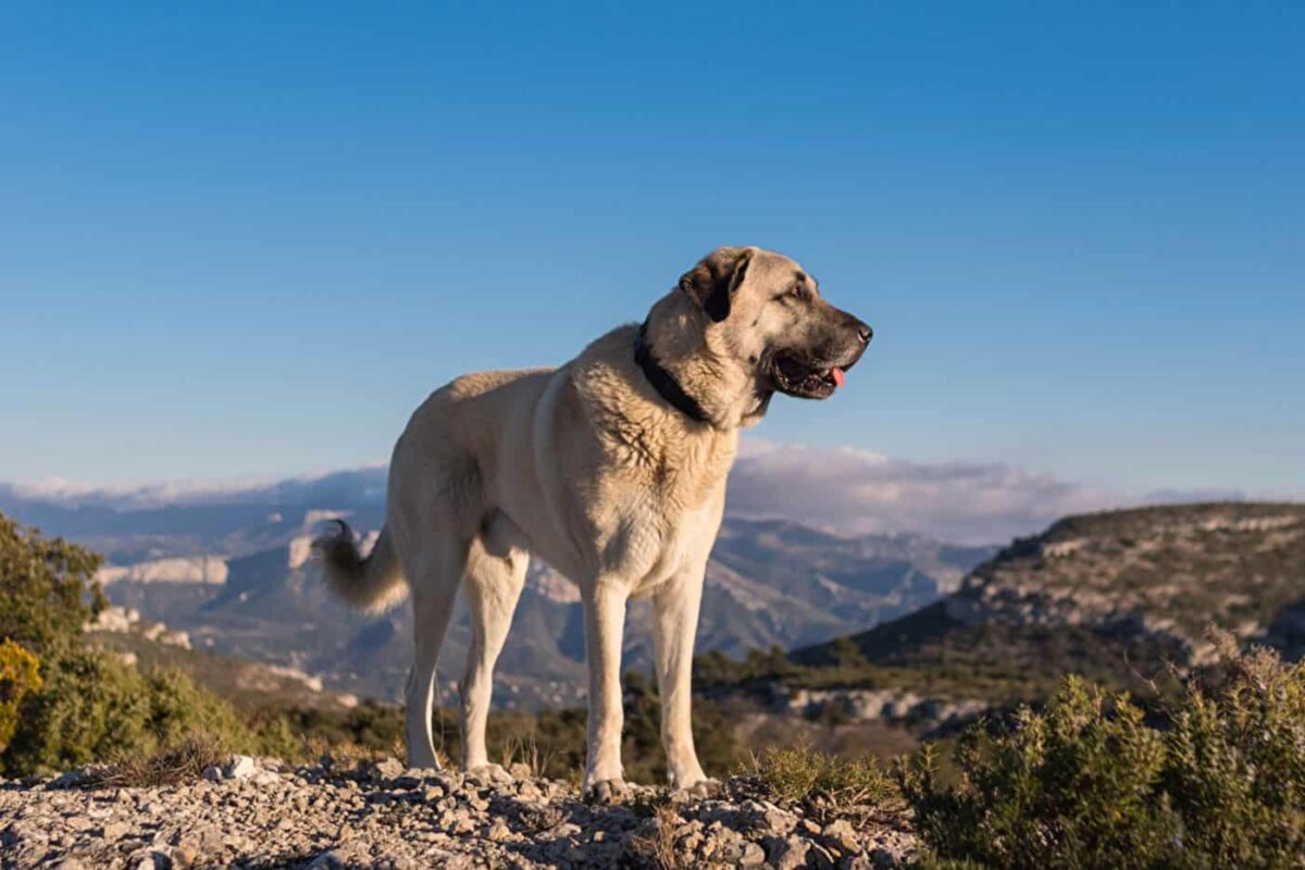 Kangal