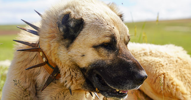 Kangal