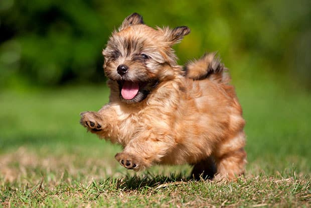 Havanese